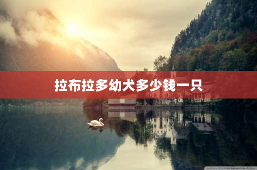 拉布拉多幼犬多少钱一只 小拉布拉多犬多少钱一只？