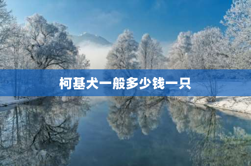 柯基犬一般多少钱一只 7000的柯基和700柯基的区别？