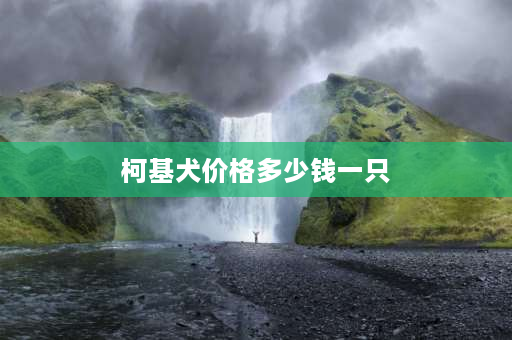 柯基犬价格多少钱一只 柯基多少钱一只啊？