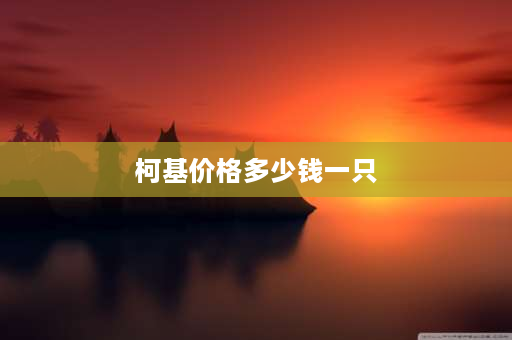 柯基价格多少钱一只 卡迪根柯基犬价位？