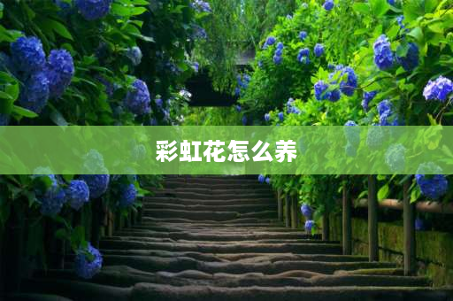 彩虹花怎么养 月季彩虹玫瑰一年开几次花？