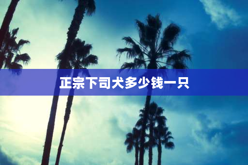 正宗下司犬多少钱一只 下司犬，世界名犬排名第三，与杜高犬相比哪个更厉害？