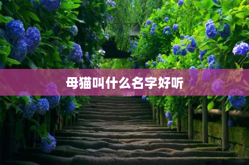 母猫叫什么名字好听 小花猫起什么名字最好？