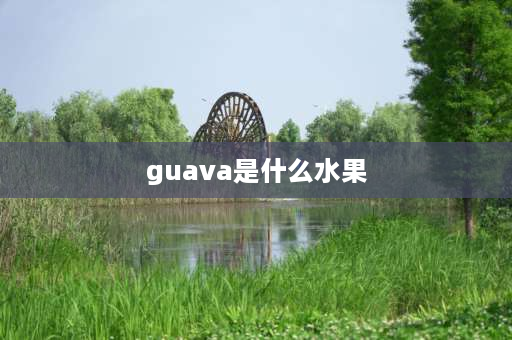 guava是什么水果 适合盆栽的热带水果？