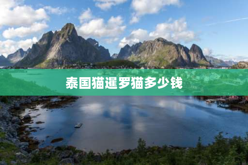 泰国猫暹罗猫多少钱 为什么暹罗猫不建议饲养？