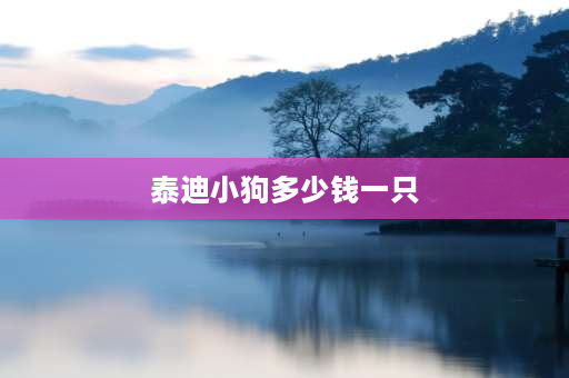 泰迪小狗多少钱一只 泰迪犬价格一般卖多少？