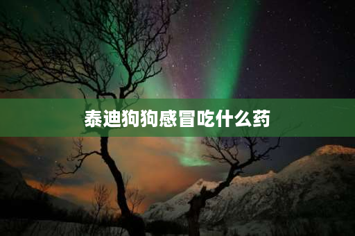 泰迪狗狗感冒吃什么药 两个月的泰迪犬感冒了，应该给它买什么药吃？