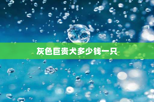 灰色巨贵犬多少钱一只 灰色巨贵怎么看品相？