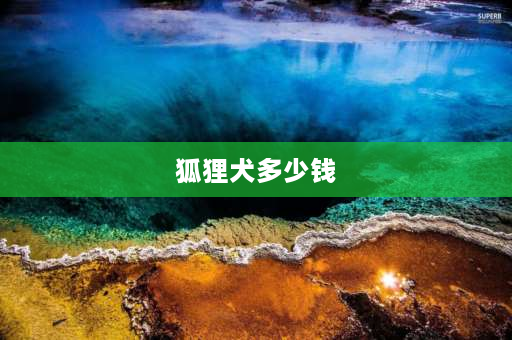 狐狸犬多少钱 建议穷人养的10种小型犬？