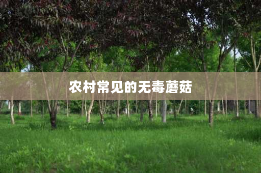 农村常见的无毒蘑菇 山上野蘑菇怎么分辨有毒与无毒？