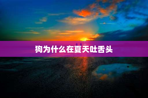 狗为什么在夏天吐舌头 狗为什么老吐舌头？