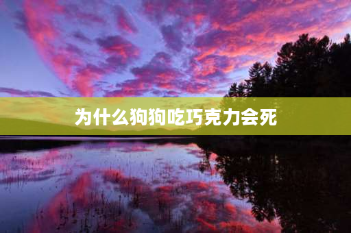 为什么狗狗吃巧克力会死 狗吃一块巧克力后会死吗？