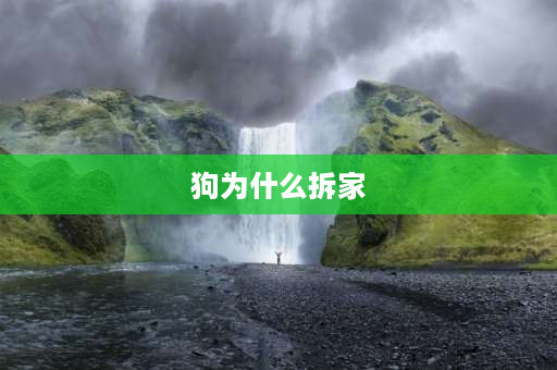 狗为什么拆家 比格犬为什么爱拆家？