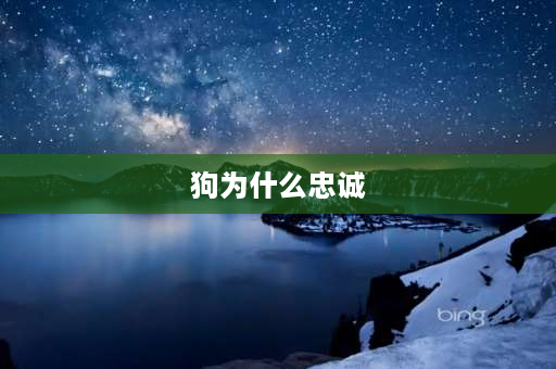 狗为什么忠诚 狗为什么那么爱和人一起玩，不管主人怎么对狗而狗依然很忠诚？