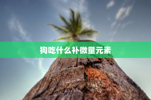 狗吃什么补微量元素 狗狗用药大全清单？