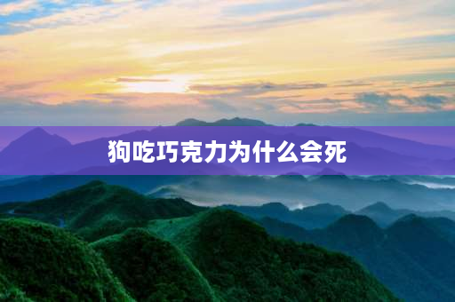 狗吃巧克力为什么会死 狗为什么不能吃巧克力，狗吃巧克力会死吗？