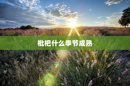 枇杷什么季节成熟 枇杷成熟的季节是几月，枇杷是什么季节的水果？