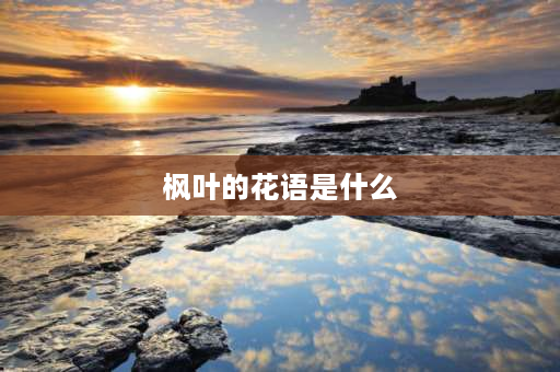 枫叶的花语是什么 送枫叶的寓意是什么？