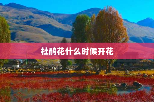 杜鹃花什么时候开花 杜鹃花几月份开花？