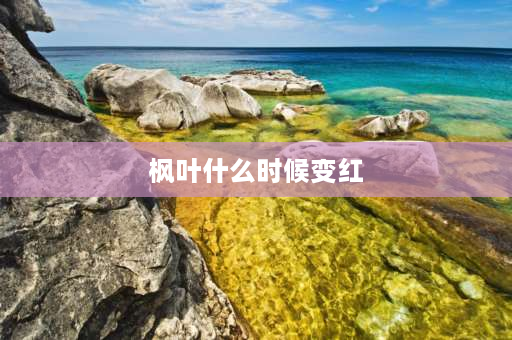 枫叶什么时候变红 枫叶变红的过程？