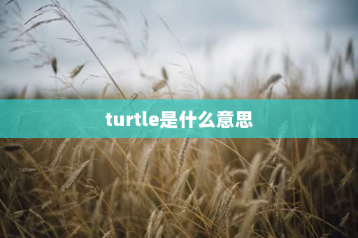 turtle是什么意思 Turtle和tortoise这两个词有什么区别？