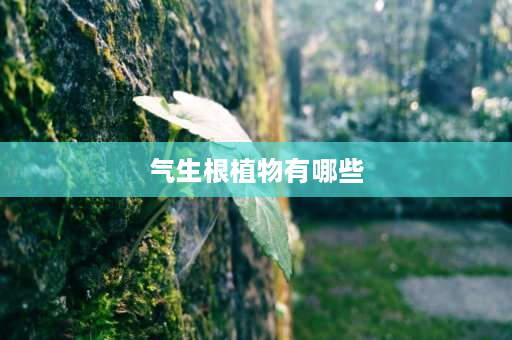 气生根植物有哪些 气生根属于什么？