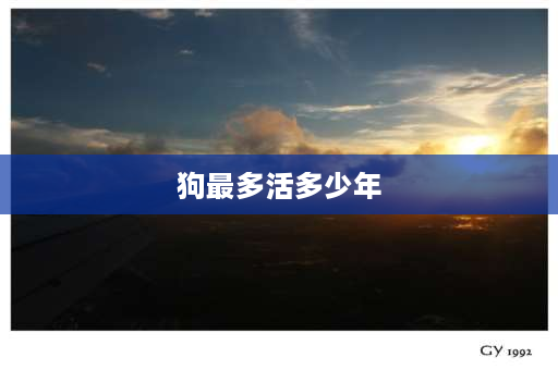 狗最多活多少年 小狗15年相当于人多大？