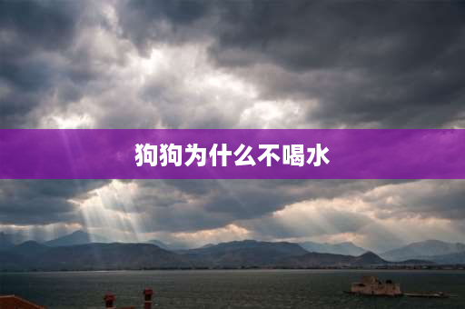 狗狗为什么不喝水 为什么小狗宁愿喝脏水也不愿意喝给他准备的干净水？