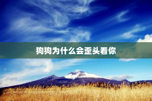 狗狗为什么会歪头看你 立耳型犬的耳部特征为？