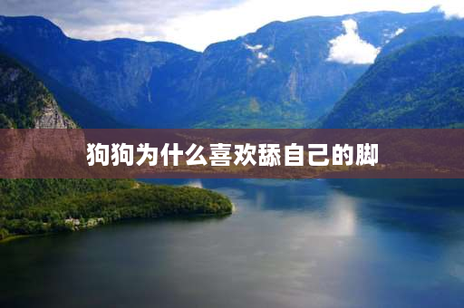 狗狗为什么喜欢舔自己的脚 狗狗为什么喜欢舔人的脚指？