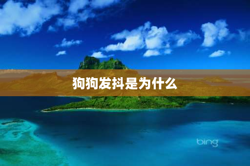 狗狗发抖是为什么 狗抖身体是什么意思？