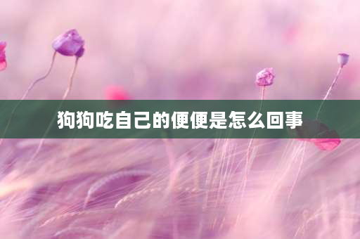 狗狗吃自己的便便是怎么回事 狗为什么爱吃人屎？