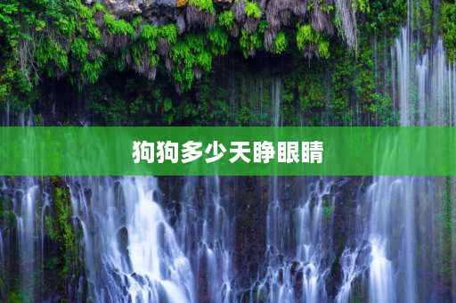 狗狗多少天睁眼睛 小狗狗要多久才张开眼睛啊？