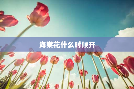 海棠花什么时候开 海棠花在什么季节开得最旺？