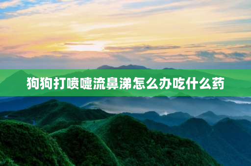 狗狗打喷嚏流鼻涕怎么办吃什么药 狗狗感冒了一直流鼻涕、打喷嚏怎么办啊？