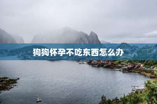 狗狗怀孕不吃东西怎么办 狗狗怀孕四十天突然呕吐不吃东西光喝水，喝水呕吐水正常吗？