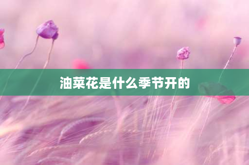 油菜花是什么季节开的 油菜花花期是几月？