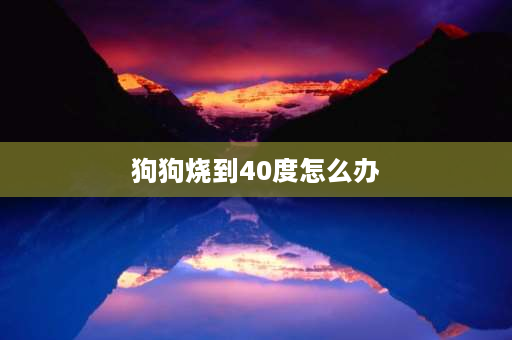 狗狗烧到40度怎么办 我家狗狗得犬瘟40天了、还会挂吗？