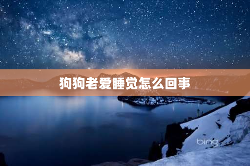 狗狗老爱睡觉怎么回事 狗狗睡觉的时候突然跳起来好像找什么东西一样到处乱跑是怎么回事？