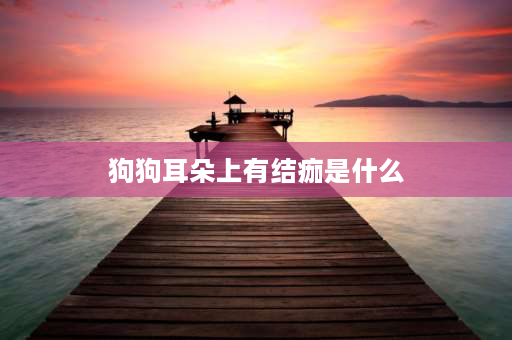 狗狗耳朵上有结痂是什么 狗狗的耳朵有结痂，掉毛？怎么办？