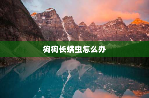 狗狗长螨虫怎么办 宠物除螨虫的最佳方法？