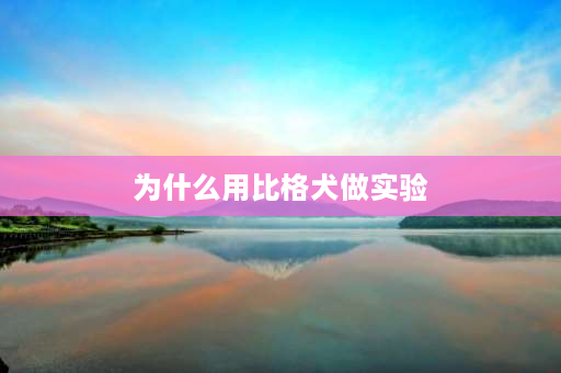 为什么用比格犬做实验 比格犬成年后性格，比格犬性格优点和缺点？