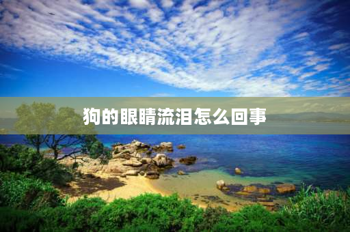 狗的眼睛流泪怎么回事 为什么狗狗眼睛这么多水，怎么回事？