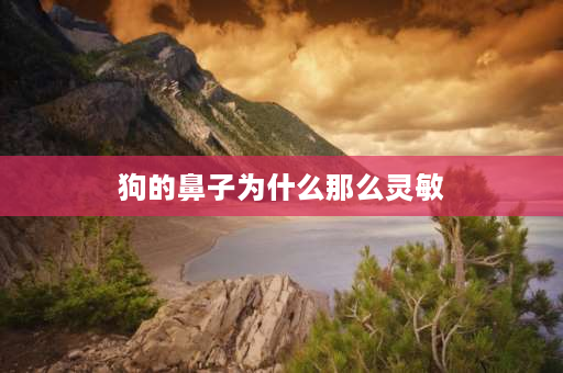 狗的鼻子为什么那么灵敏 为什么狗的鼻子那么长？