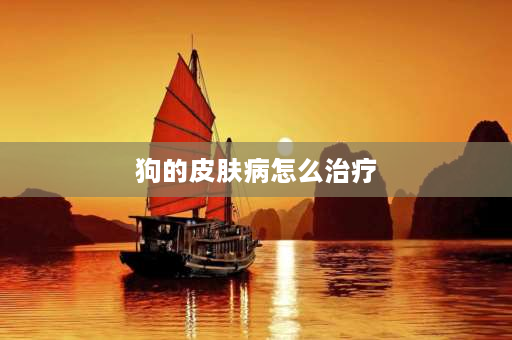 狗的皮肤病怎么治疗 狗癣怎么治？