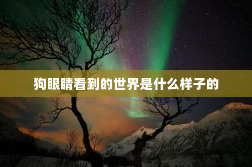 狗眼睛看到的世界是什么样子的 狗黑夜能看到东西？